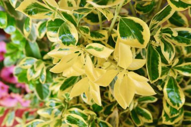 Evergreen plant euonymus japonicus with yellow bloom growing outside in Spain. Vivid greenery for backgrounds. Concept of landscaping and gardening. clipart