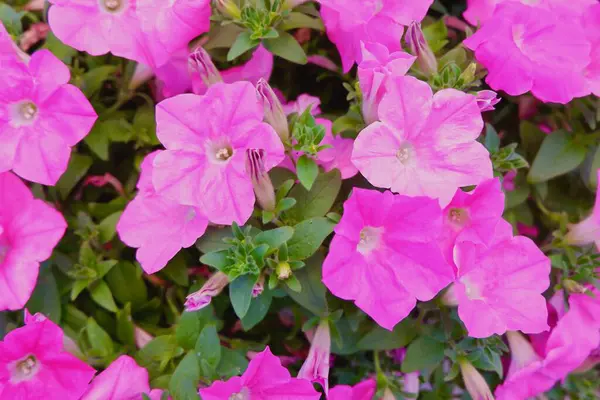 Gündüz vakti Fransa 'nın bahçesinde canlı pembe renkli hassas petunya bitkisi yetişiyor. Arkaplan ve arkaplan fotoğrafı.