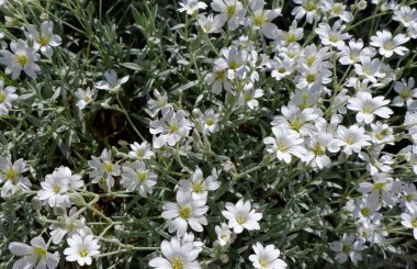 Gündüz vakti Fransa 'da çiçek tarhında büyüyen Cerastium tomentosum bitkisinin minik beyaz çiçekleri..