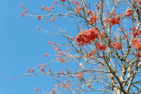 Vivid Red Berries Rowan Tree Leaves Wintertime Spain — Stock Photo, Image