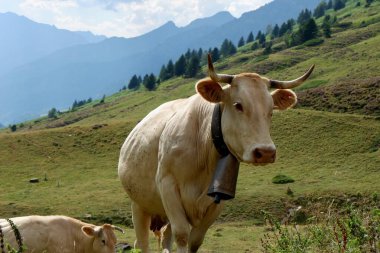 Fransız Pireneleri 'nin dağ sıralarında inekler otluyor..