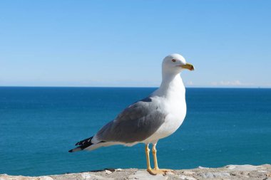 Larus sarı bacaklı martı kameraya bakarak denize karşı..