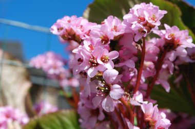 Vivid bloom of ergenia crassifolia plant also know as Siberian tea in the garden in Pyrenees mountains. clipart