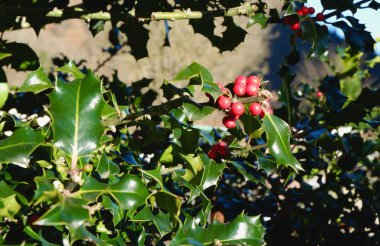 Kırmızı tohumlu Ilex aquifolium olarak da bilinen Holly bitkisinin yeşilliği.