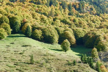 Resmedilmeye değer dağlık bir bölgede, bu manzara ağaçlarda sonbahar yapraklarının canlı renklerini ve aşağıdaki yeşil çayırların bir karışımını yakalar..