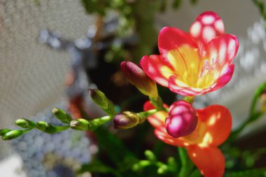 Canlı bir frezya çiçeği gösterisinde kapalı bir bahçede pembe, sarı ve turuncu renkler sergileniyor. Güneş ışığı içinden süzülür, hassas yapraklarını vurgular..