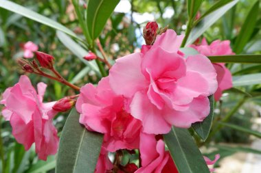 Bereketli yeşillik, canlı pembe çiçekleri çevreleyerek bir bahçe ortamında yumuşak güneş ışığı altında canlı bir şekilde çiçek açar. Sahne doğanın güzelliğini ve ilkbahar tazeliğini yakalar..