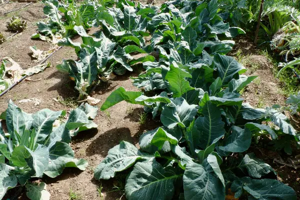 Gelişen bir sebze bahçesinde bol miktarda karalahana yeşili bulunur. Güneşli bir öğleden sonra kırsal alanda güneş ışığı alan büyük yaprakları büyümeyi ve tazeliği ön plana çıkarır..