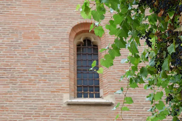 Yeşil sarmaşıklar yıpranmış tuğla bir duvarın yanında zarifçe örülmüş, sakin bir avludaki tarihi mimariyi işaret eden parmaklıklı bir pencereyi ortaya çıkarıyor..