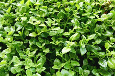 Canlı yeşil filizler, sağlıklı bir büyüme göstererek bahçe yatağını dolduruyor. Güneş ışığında çiy damlaları parıldar, genç bitkilerin taze yapraklarını ortaya çıkarır..