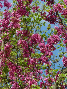 Renkli pembe çiçek kümeleri açık mavi gökyüzüne karşı çarpıcı bir görüntü oluşturur. Baharın güzelliği, canlı yeşilliklerle dolu bir bahçede gözler önüne serilir..