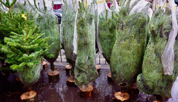 Τυλιγμένα Χριστουγεννιάτικα Δέντρα Προς Πώληση Στην Πόλη — Φωτογραφία Αρχείου