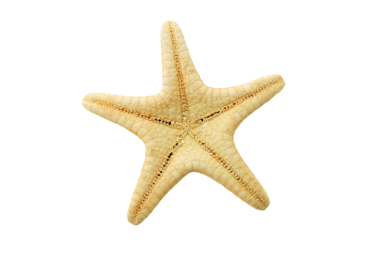 İzole edilmiş beyaz denizyıldızının arka görüntüsü