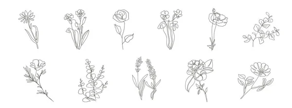 Conjunto Plantas Desenhadas Mão Folhas Flores Arte Linha Botânica Floral —  Vetores de Stock