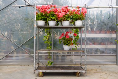 Serada saksıları olan araba.