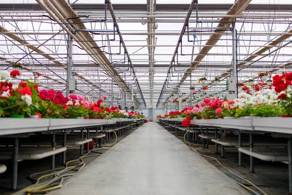 Många Blommor Krukor Hyllor Ett Växthus Blomsterindustri — Stockfoto
