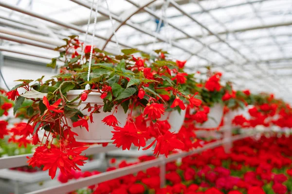 Röda Blommor Krukor Hängande Växthuset — Stockfoto