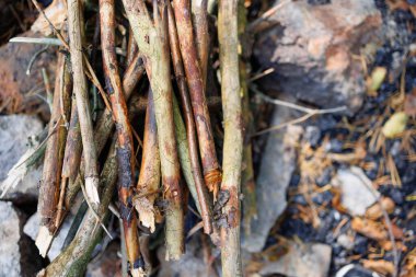 Ormanda ateş yakmak için ağaçlardan kuru dallar.