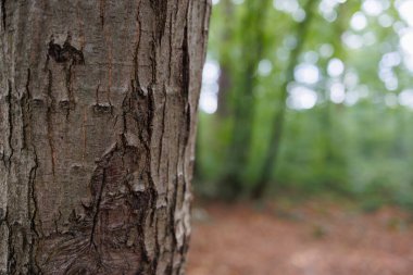 Ormanın arka planında ağaç kabuğu dokusuna yakın çekim