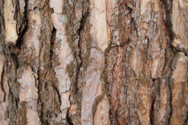Doğal orman ortamında sert çam kabuğu dokusu.