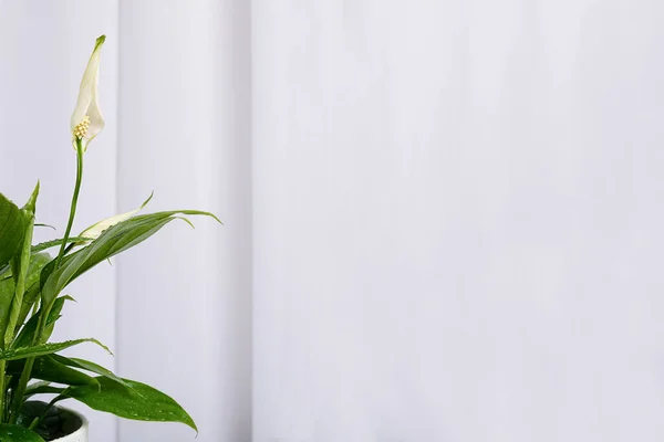Eine Offene Weiße Knospe Von Spathiphyllum Vor Dem Hintergrund Hellgrauer — Stockfoto