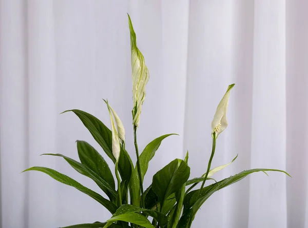 Weiße Spathiphyllum Knospen Und Grüne Blätter Mit Wassertropfen Auf Hellgrauem — Stockfoto