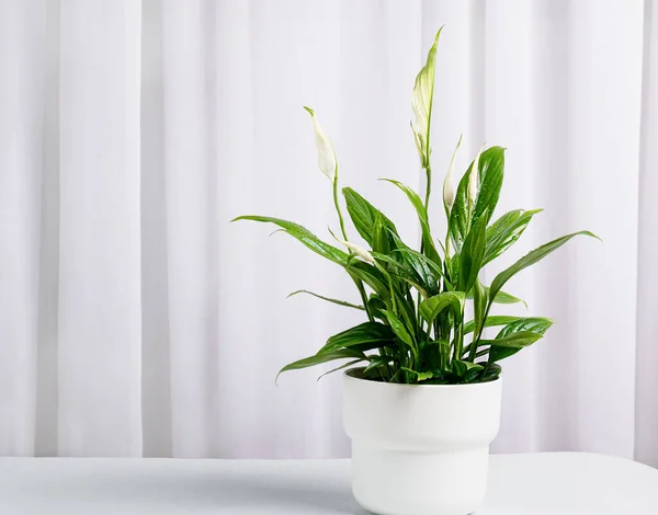 Spathiphyllum Flower White Flower Pot Background Light Curtains Home Interior — Foto de Stock