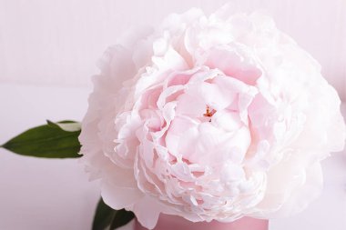 seçici odak noktası tam kare şakayık çiçeği.