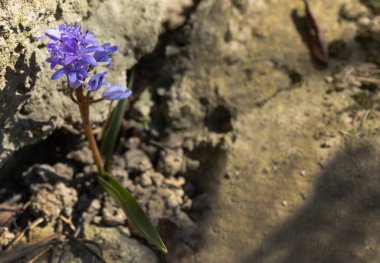 İlk bahar çiçeği Scilla bifolia soğuk zemini delip geçer ve çiçek açar.