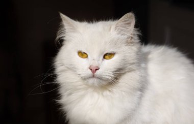 portrait of a white one-year-old cat with yellow eyes on a dark background