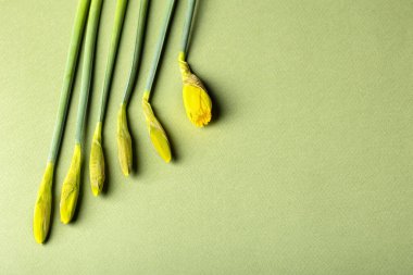 selective focus on buds of yellow daffodils in different stages of flowering, top view