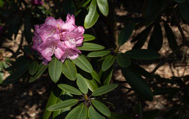 Pembe rhododendron çiçeklerinin ve parlak güneş altındaki yeşil yaprakların üst görüntüsü. Çiçek arka planı