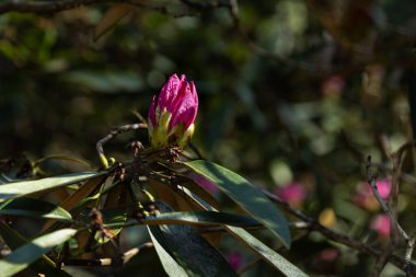 Rododendron çiçeklenmesinin ilk aşaması. Yeşil arka planda pembe çiçek yaprakları