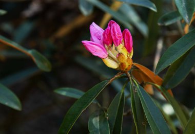 Tek bir çiçeğin tek bir rhododendron tomurcuğuna odaklan. Çiçek arka planı