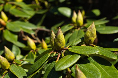 Yaprakları ve tomurcukları olan yeşil arkaplan üzerine seçici odaklanma. Ericaceae ağacı