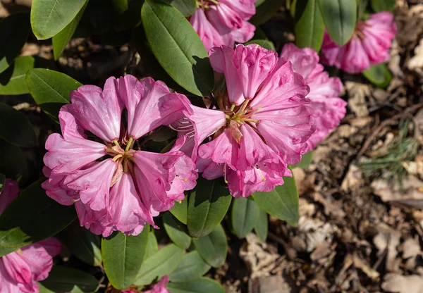 Вибірковий Фокус Двох Величезних Рожевих Квітках Рододендрона Вид Зверху — стокове фото