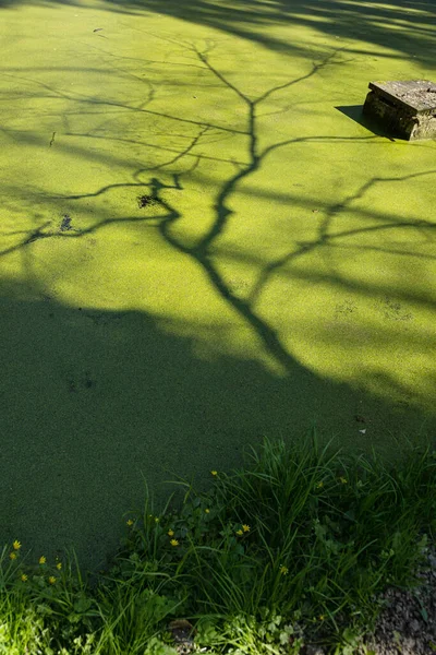 de-focused shadow from trees on green water surface from phytoplankton. Abstract natural background