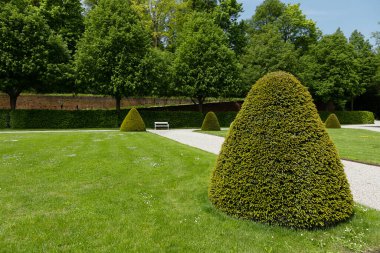 Boxwood koni çalıları olan yeşil bir çimenliğe odaklan