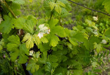 İlkbaharın başlarında yaprakların üzerindeki üzümlerin tozu.
