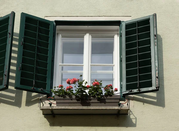 selective focus on the window with green shutters and the decoration of the window sills with red geraniums in flowerpots. Blooming red pelargonium hortorum