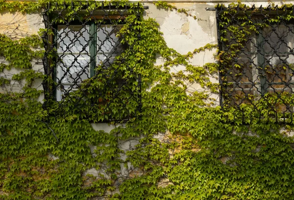 Dekoratif Üzüm Yaprakları Pencereyi Kapladı Sıcak Bir Günde Doğrudan Güneş — Stok fotoğraf