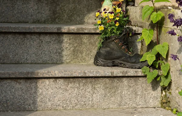 selective focus on old black sneaker as flower pot for violet tricolor on the steps of house