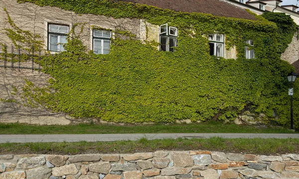有选择地把注意力集中在用野葡萄覆盖的房子的旧墙上 — 图库照片