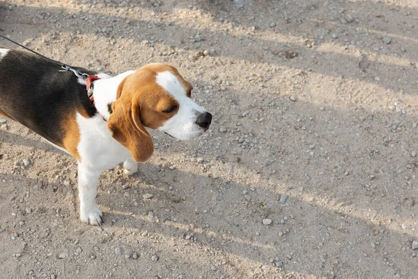 Pies Myśliwski Beagle Czeka Rozkaz Patrzy Przyszłość — Zdjęcie stockowe