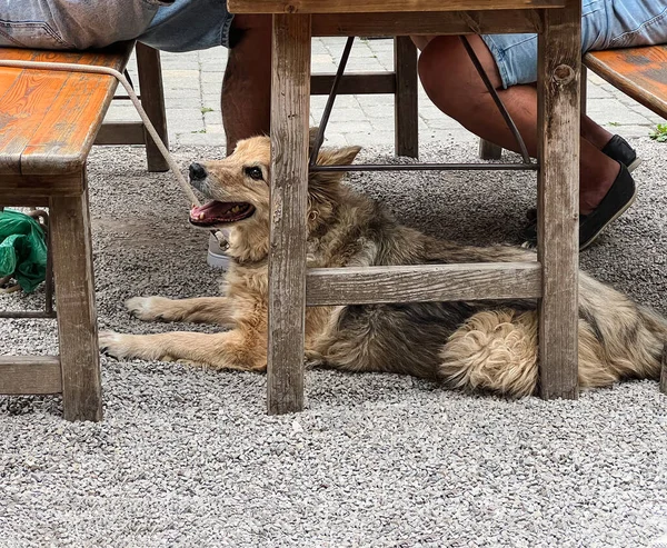 Pies Pasterski Leży Pod Stołem Ulicznym Barze Czeka Swoich Właścicieli — Zdjęcie stockowe