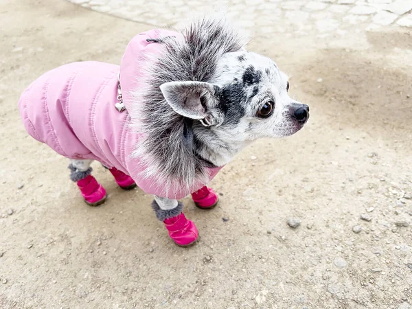 Enfoque Selectivo Pequeño Cachorro Chihuahua Abrigo Rosa Botas Fuera —  Fotos de Stock