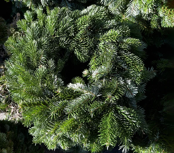 green Christmas tree wreath as a base for advent decor with four candles