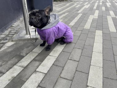 Mor ceketli siyah Fransız bulldog köpeği dükkanın önünde sahibini bekliyor.