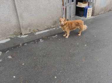 Caddedeki bir dükkanın önünde sahibini bekleyen kırmızı tüylü bir köpeğe odaklan.