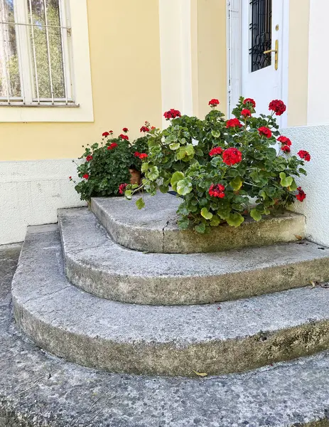 decorating the entrance steps with red geranium bushes in flower pots